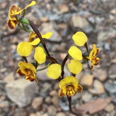 Diuris semilunulata (Late Leopard Orchid) at Jerrabomberra, NSW - 22 Oct 2021 by SteveBorkowskis