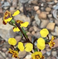 Diuris semilunulata at Jerrabomberra, NSW - suppressed