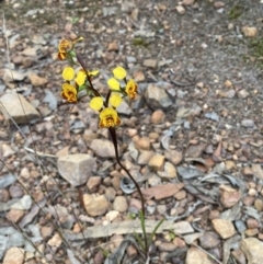 Diuris semilunulata at Jerrabomberra, NSW - suppressed