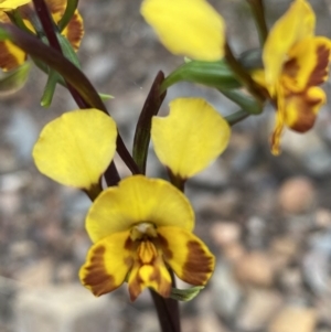 Diuris semilunulata at Jerrabomberra, NSW - suppressed