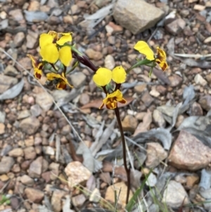 Diuris semilunulata at Jerrabomberra, NSW - suppressed