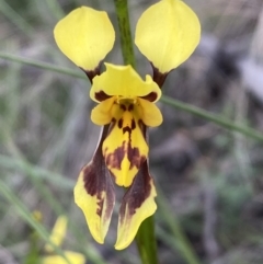 Diuris sulphurea (Tiger Orchid) at Mount Jerrabomberra - 22 Oct 2021 by Steve_Bok
