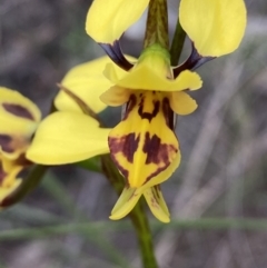 Diuris sulphurea at Jerrabomberra, NSW - suppressed