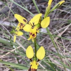 Diuris sulphurea at Jerrabomberra, NSW - suppressed