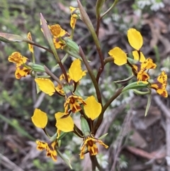 Diuris semilunulata (Late Leopard Orchid) at Karabar, NSW - 22 Oct 2021 by SteveBorkowskis