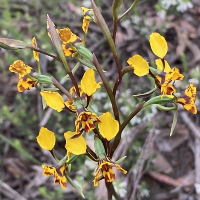 Diuris semilunulata (Late Leopard Orchid) at Karabar, NSW - 22 Oct 2021 by SteveBorkowskis