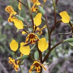 Diuris semilunulata at Karabar, NSW - suppressed