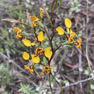 Diuris semilunulata at Karabar, NSW - suppressed