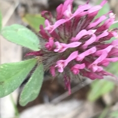 Trifolium hirtum (Rose Clover) at Deakin, ACT - 21 Oct 2021 by Tapirlord