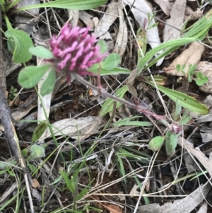 Trifolium hirtum at Deakin, ACT - 21 Oct 2021
