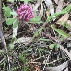 Trifolium hirtum at Deakin, ACT - 21 Oct 2021 06:15 PM