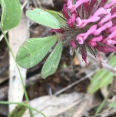 Trifolium hirtum at Deakin, ACT - 21 Oct 2021 06:15 PM