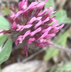 Trifolium hirtum at Deakin, ACT - 21 Oct 2021 06:15 PM