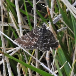 Chrysolarentia melanchlaena at Mount Clear, ACT - 22 Oct 2021