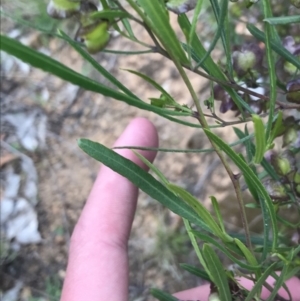 Dodonaea viscosa subsp. angustifolia at Deakin, ACT - 21 Oct 2021