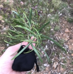 Dodonaea viscosa subsp. angustifolia at Deakin, ACT - 21 Oct 2021