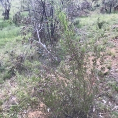 Dodonaea viscosa subsp. angustifolia at Deakin, ACT - 21 Oct 2021