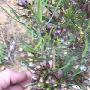 Dodonaea viscosa subsp. angustifolia at Deakin, ACT - 21 Oct 2021