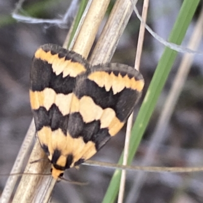 Termessa shepherdi (Shepherd's Footman) at Mount Jerrabomberra QP - 22 Oct 2021 by Steve_Bok