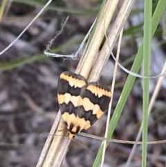 Termessa shepherdi at Jerrabomberra, NSW - 22 Oct 2021 06:51 PM