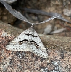 Dichromodes atrosignata (Black-signed Heath Moth ) at Jerrabomberra, NSW - 22 Oct 2021 by SteveBorkowskis
