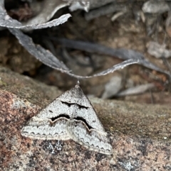 Dichromodes atrosignata at Jerrabomberra, NSW - 22 Oct 2021