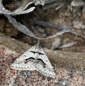 Dichromodes atrosignata at Jerrabomberra, NSW - 22 Oct 2021