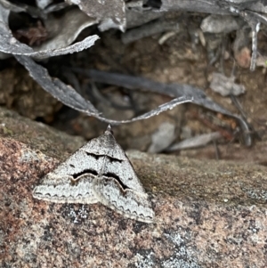 Dichromodes atrosignata at Jerrabomberra, NSW - 22 Oct 2021