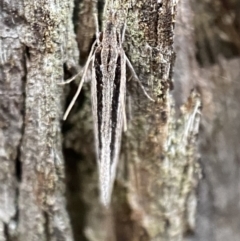 Leptosaces schistopa at Jerrabomberra, NSW - 22 Oct 2021 by Steve_Bok