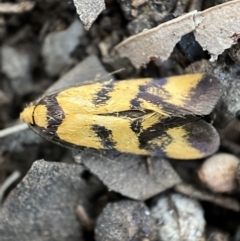 Olbonoma triptycha (Chezela Group) at Jerrabomberra, NSW - 22 Oct 2021 by Steve_Bok