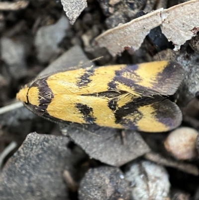 Olbonoma triptycha (Chezela Group) at Jerrabomberra, NSW - 22 Oct 2021 by Steve_Bok