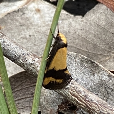 Olbonoma triptycha (Chezela Group) at Jerrabomberra, NSW - 22 Oct 2021 by SteveBorkowskis