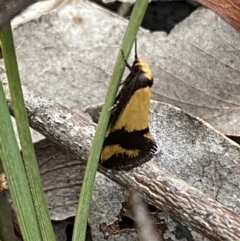 Olbonoma triptycha at Jerrabomberra, NSW - 22 Oct 2021