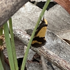 Olbonoma triptycha at Jerrabomberra, NSW - 22 Oct 2021