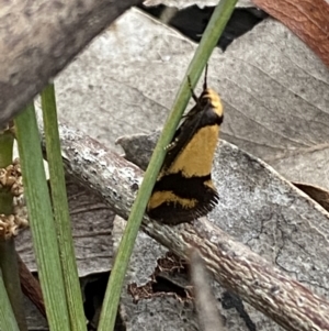 Olbonoma triptycha at Jerrabomberra, NSW - 22 Oct 2021