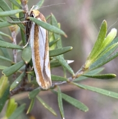Phytotrypa propriella (A Concealer moth (Wingia group)) at Jerrabomberra, NSW - 22 Oct 2021 by SteveBorkowskis