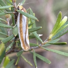 Phytotrypa propriella (A concealer moth) at QPRC LGA - 22 Oct 2021 by Steve_Bok