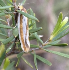 Phytotrypa propriella (A concealer moth) at Mount Jerrabomberra - 22 Oct 2021 by Steve_Bok