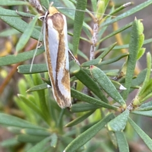 Phytotrypa propriella at Jerrabomberra, NSW - 22 Oct 2021 05:50 PM