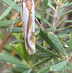 Phytotrypa propriella at Jerrabomberra, NSW - 22 Oct 2021 05:50 PM