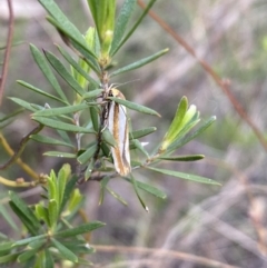 Phytotrypa propriella at Jerrabomberra, NSW - 22 Oct 2021 05:50 PM