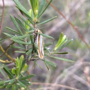 Phytotrypa propriella at Jerrabomberra, NSW - 22 Oct 2021 05:50 PM