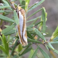 Phytotrypa propriella at Jerrabomberra, NSW - 22 Oct 2021 05:50 PM