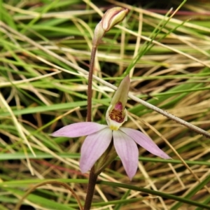 Caladenia carnea at Paddys River, ACT - suppressed