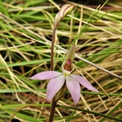 Caladenia carnea (Pink fingers) at Paddys River, ACT - 21 Oct 2021 by JohnBundock