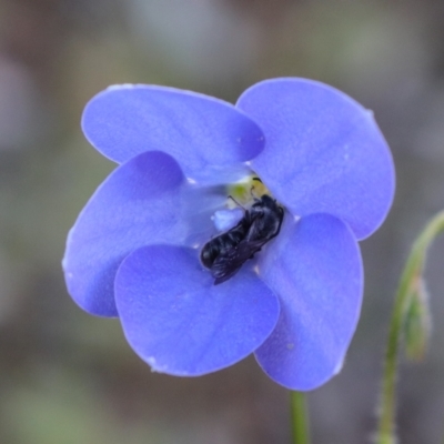 Wahlenbergia capillaris (Tufted Bluebell) at Watson, ACT - 22 Oct 2021 by Sarah2019