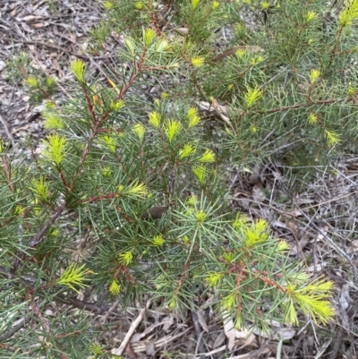 Hakea decurrens subsp. decurrens (Bushy Needlewood) at Jerrabomberra, NSW - 22 Oct 2021 by Steve_Bok