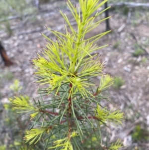 Hakea decurrens subsp. decurrens at Jerrabomberra, NSW - 22 Oct 2021 06:04 PM