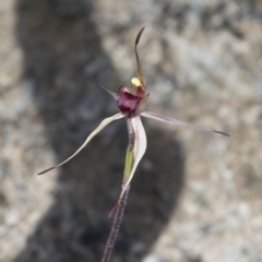 Caladenia montana (Mountain Spider Orchid) at Tennent, ACT - 21 Oct 2021 by BrianH