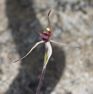 Caladenia montana at Tennent, ACT - suppressed